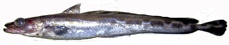 Molva dypterygia_99922